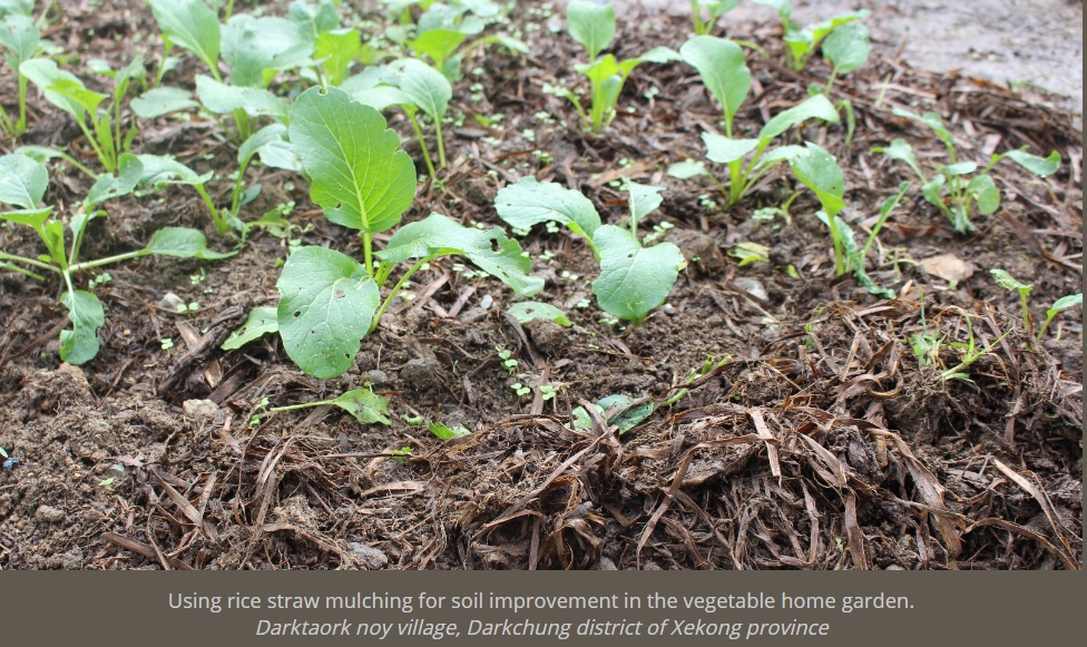 Rice straw mulching in vegetable home gardens [Lao People's Democratic